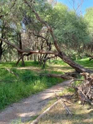 Por las lluvias se reblandeció el suelo lo que ha provocado inestabilidad de algunos árboles, por lo que se acordonó la zona.
