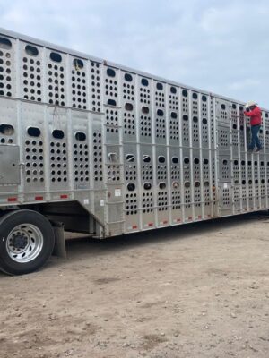 GOBIERNO ESTATAL DETECTA Y RETORNA GANADO PROVENIENTE DE TABASCO