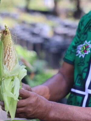 APRENDE A CULTIVAR TUS PROPIOS ALIMENTOS CON TALLERES SUSTENTABLES